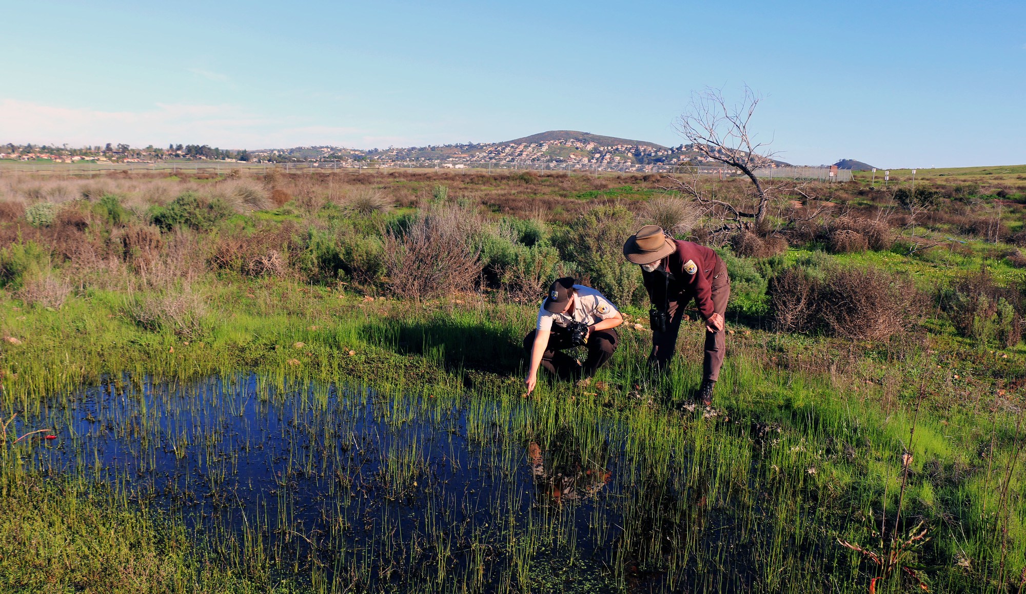 The Common Naturalist