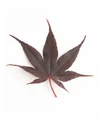 thekokorogarden.com