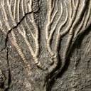 thenaturalhistorian.com