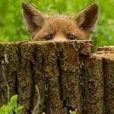 foxblog
