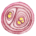 Hungry Onion