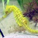 The Seahorse Trust