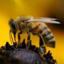 bees4life.org