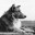 Spectre Collie