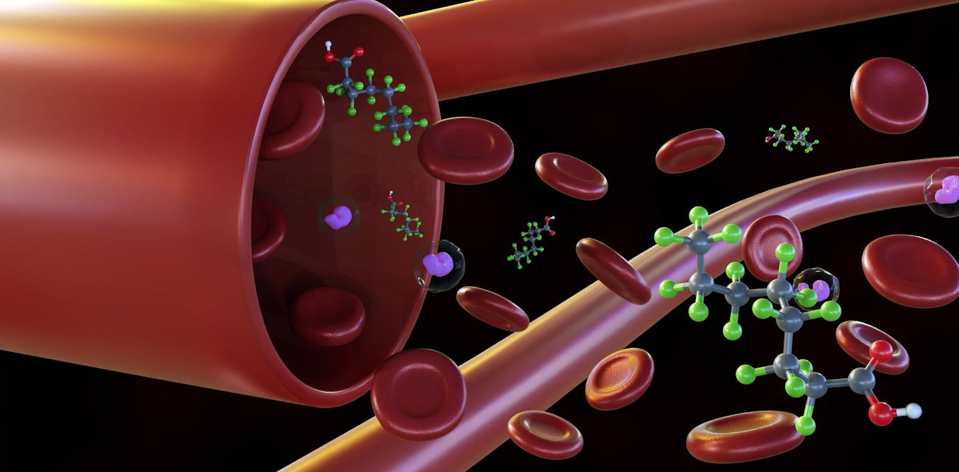 PFAS leave fingerprints in your blood – researchers are figuring out how forever chemicals transform in your body to read these clues
