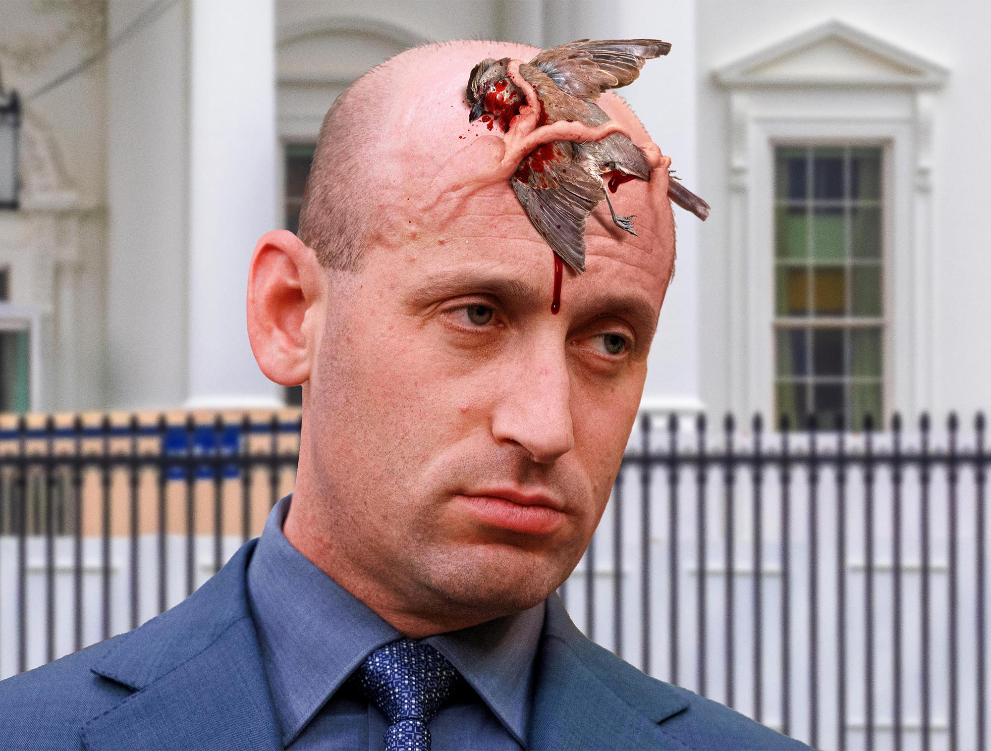 Stephen Miller’s Forehead Vein Lunges Out To Catch Passing Bird
