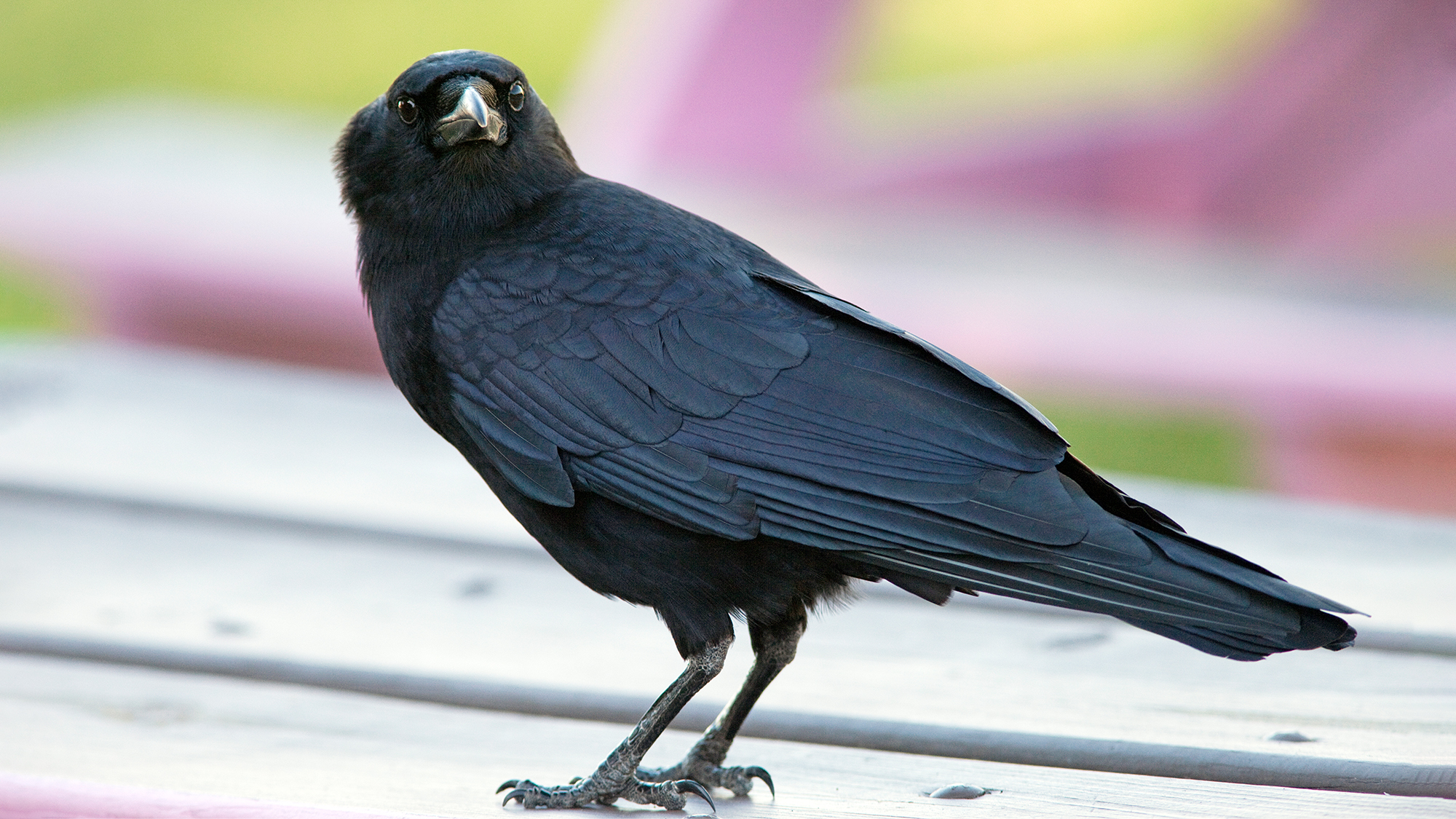 Study Finds Crows Able To Recognize Faces Had Work Done