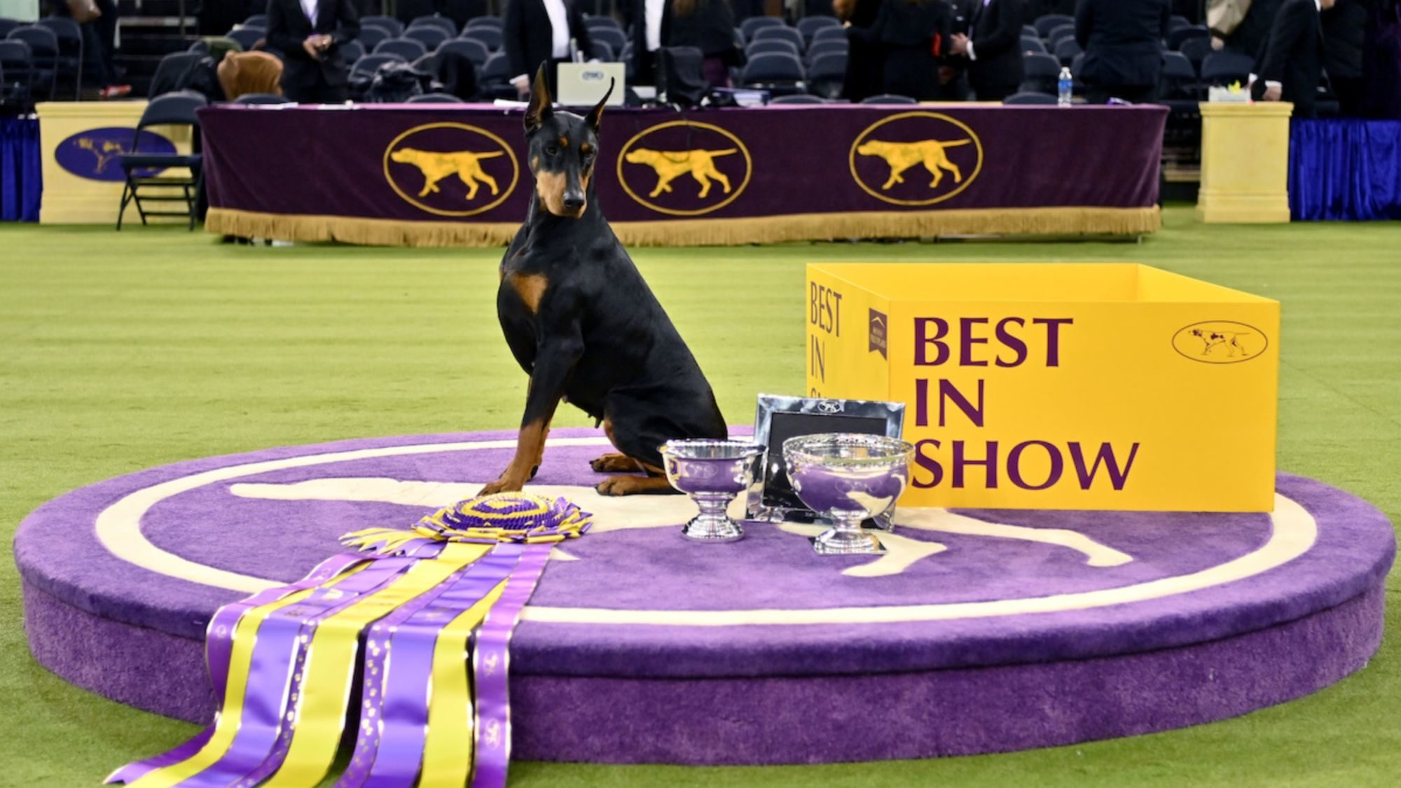 Westminster Kennel Club Dog Show 2027 Heading to Netflix