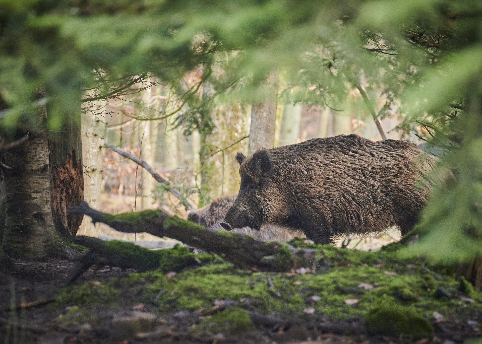 Wild pigs' flesh turning 'neon blue' in California: Authorities are sounding the alarm