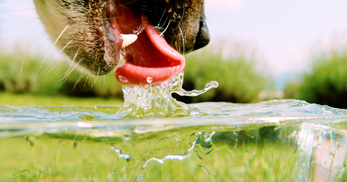 What Does It Mean To Be Thirsty? | Quanta Magazine