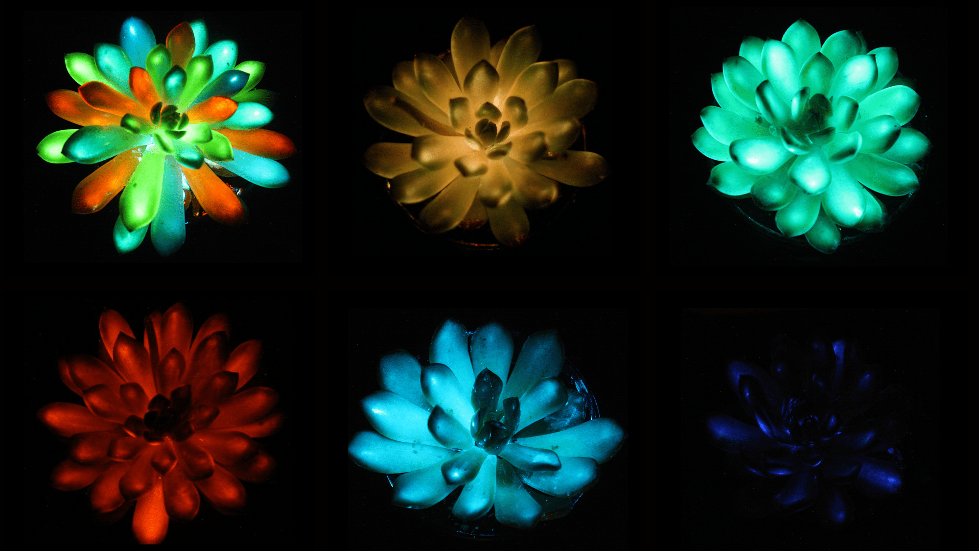 Glow-in-the-dark succulents are here