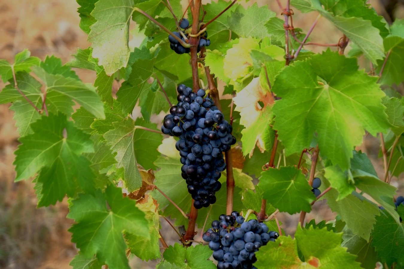 Can grapevines help slow the plastic waste problem?