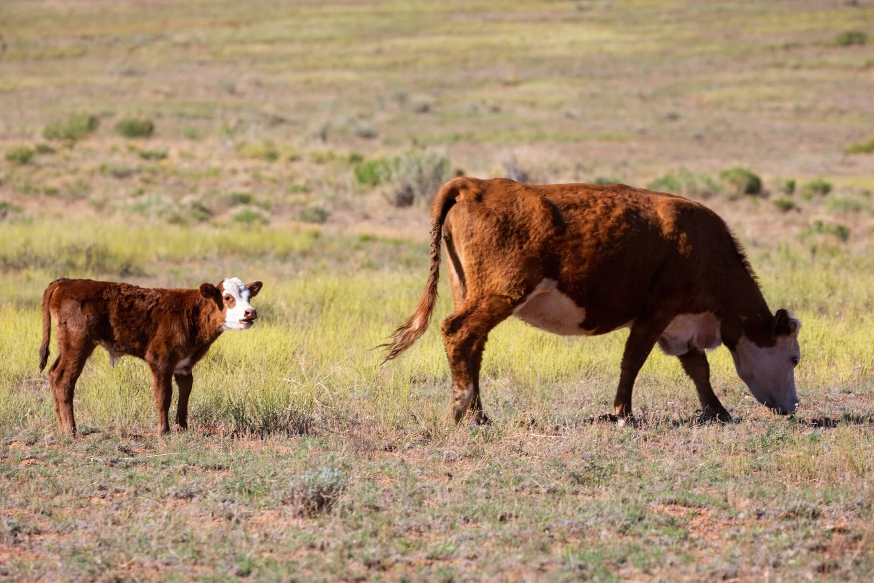 The Prairie Farmers Preserving the World’s Most Threatened Ecosystem – Forever