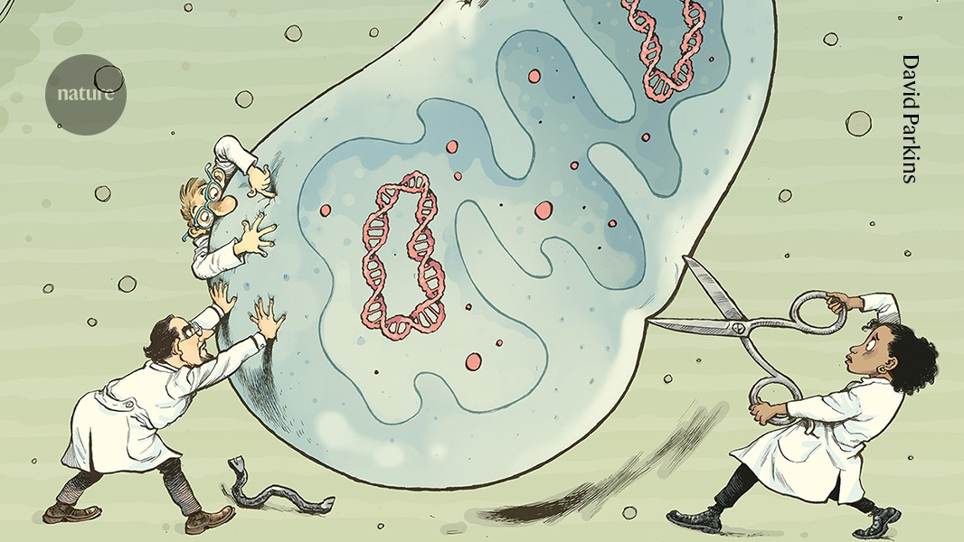 Faulty mitochondria cause deadly diseases: fixing them is about to get a lot easier