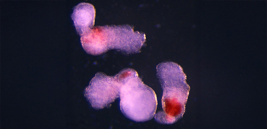 New lab-grown human embryo model produces blood cells