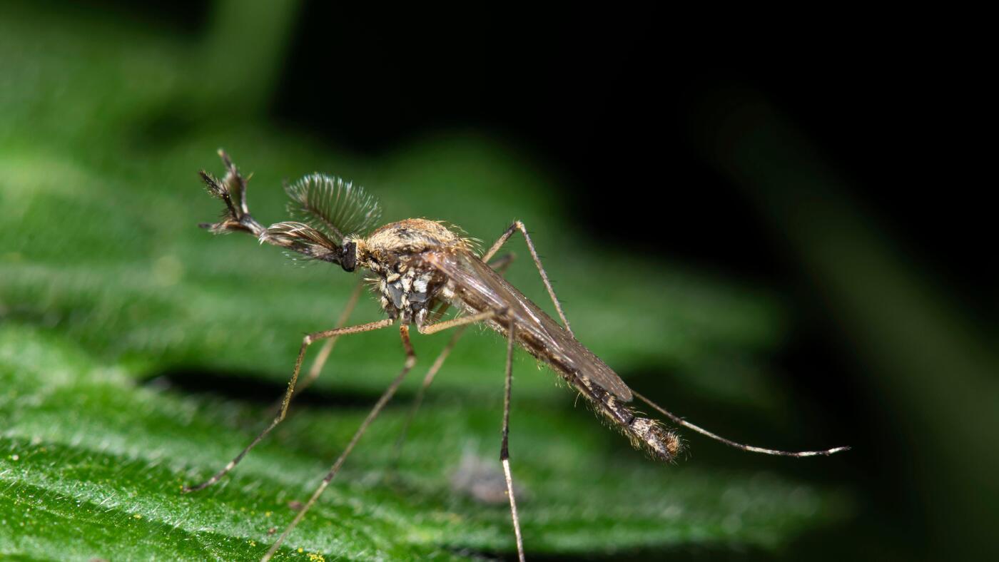 Iceland reports the presence of mosquitoes for the first time, as climate warms