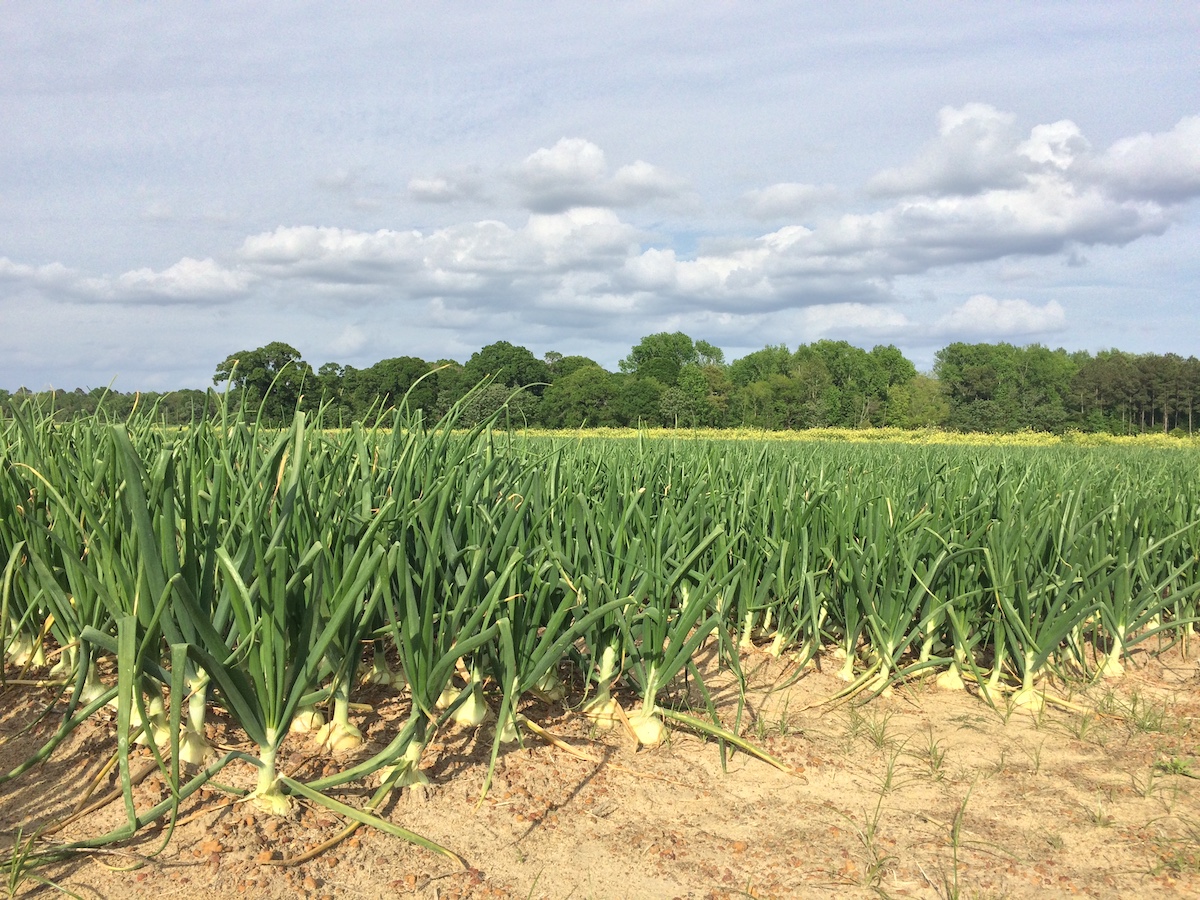 I sell onions on the Internet