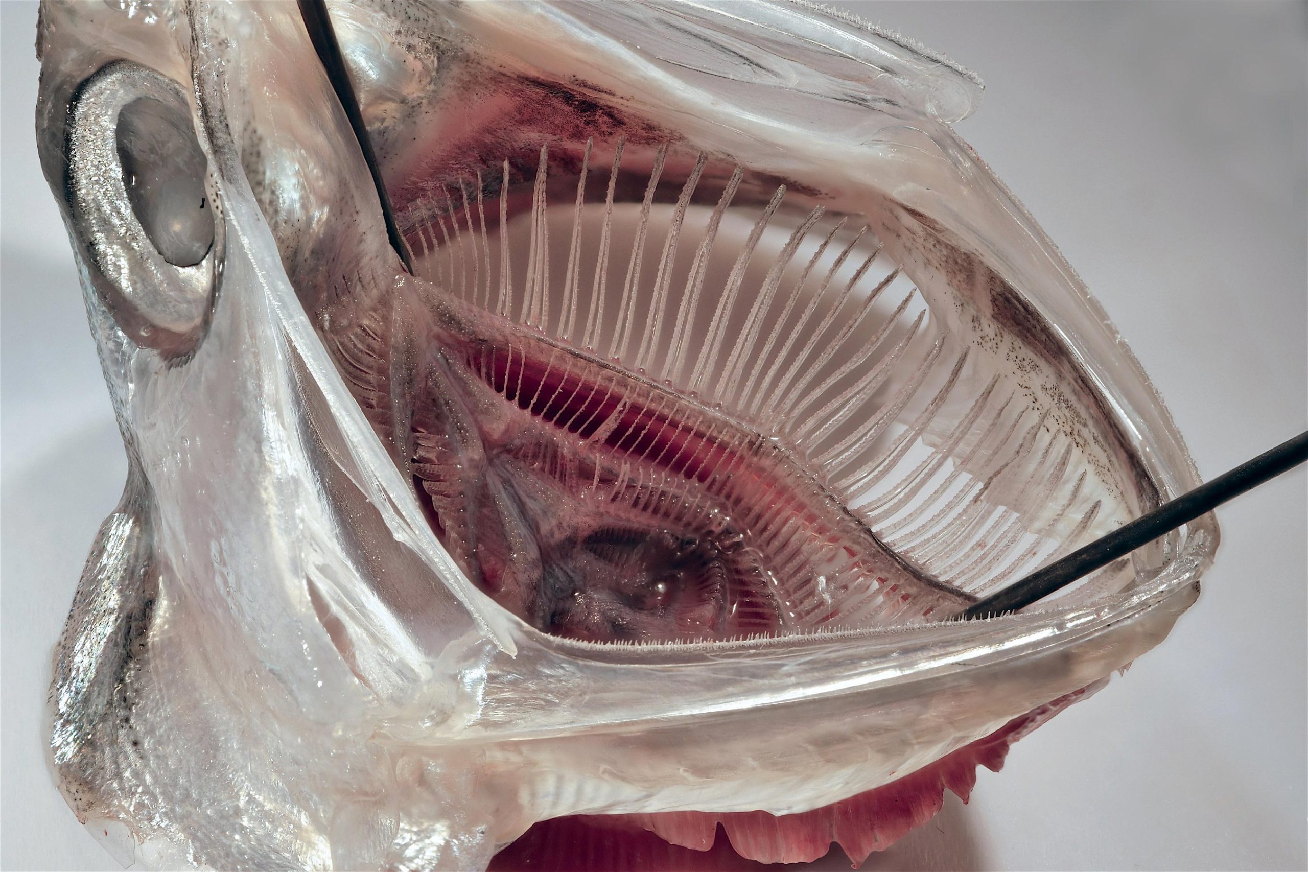 Scientists Develop New Fish-Inspired Filter That Removes Over 99% of Microplastics